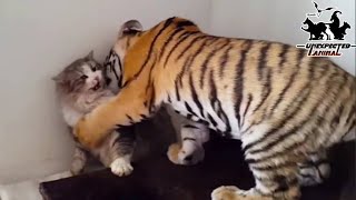 Mother Cat Adopted A Tiger CubYears Later This Happened… [upl. by Dorin]