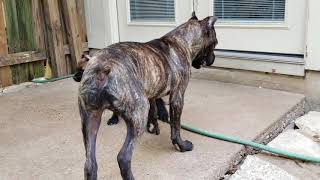 What to expect with a cane corso puppy [upl. by Ahsain805]