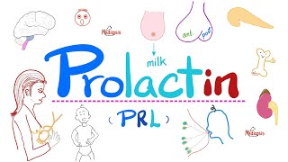 Prolactin  Prolactinoma  Hyperprolactinemia  Dopamine TRH  Pathophysiology [upl. by Erin954]