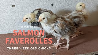 Salmon Faverolles 3WeekOld Chicks [upl. by Jud]