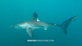 Free diving with Porbeagle Sharks [upl. by Heman]