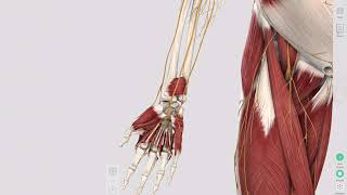 REVIEW Forearm and Hand [upl. by Nissie]