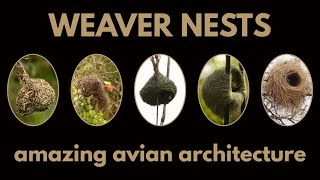 WEAVER NESTS  amazing avian architecture [upl. by Ellerad]