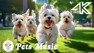 SOOTHING MUSIC FOR DOGS To Calm Down Relax amp Sleep  Dog Music Calming Aid For Relaxation [upl. by Fredella]