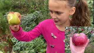 Wickson Honeycrisp Wolf River Spartan Jonagold Apple Taste Test With my Niece [upl. by Assiled]