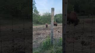 Protected lehigh valley zoo Schnecksville PA [upl. by Jaimie]