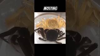 Molting Process Of Crabs  The Only Way To Growth 🤓 [upl. by Matuag]