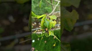 See how fast it is eating the leaf 🐛 insects catterpillar larva agriculture entomology shorts [upl. by Dnilazor]