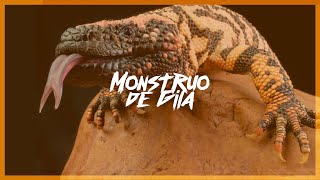 MONSTRUO DE GILA  Características y curiosidades  Mini Documental [upl. by Jc350]