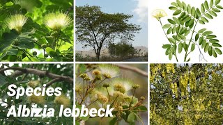 Albizia lebbeck  Plants of earth [upl. by Eceerehs]