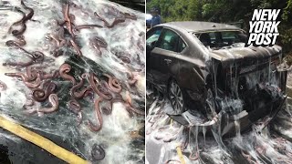 Highway gets slimed by 4 tons of hagfish  New York Post [upl. by Oneill]