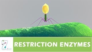 RESTRICTION ENZYMES [upl. by Mafala]