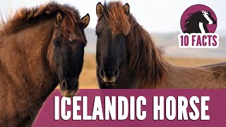 10 Fascinating Facts About Icelandic Horses [upl. by Bakeman]