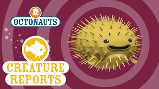 Octonauts Creature Reports  Porcupine Puffer [upl. by Winonah]