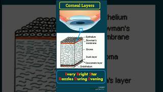 Corneal Layers Mnemonic amp Features optometry eyeanatomy optometrist optometrists optometrista [upl. by Reppep914]