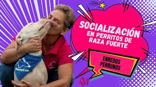 EP2 Socialización en perritos de raza fuerte  Enredos perrunos [upl. by Dalpe]