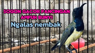 SOGON GACOR PANCINGAN BUNYI [upl. by Ivens]