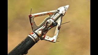 New Broadheads for Deer Pig Turkey and Elk Hunters [upl. by Kanor]