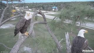 SWFL Bald Eagles M15 amp F23 meet for evening nestorations amp mating 🦅💖🦅 2023 Oct 19 [upl. by Wilser13]