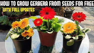 How To Grow Gerbera From Seeds For Free  FULL INFORMATION [upl. by Robison]