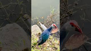 WESTERN SWAMPHEN  KNOWN AS PURPLE SWAMPHEN bird purple nature naturelovers wildlife 😍❤️ [upl. by Shawna]