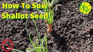 How To Sow Shallot seed [upl. by Epifano]