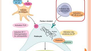 LGM Actualités en physiopathologie partie 01 [upl. by Blount]