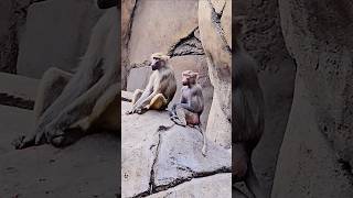 African Baboon troop Chapultepec Zoo Mexico City CDMX animal life explore travel nature baboons [upl. by Farman]