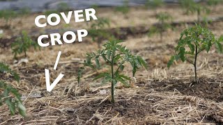 How to Kill Cover Crops without Tillage or Chemicals Hint You have options [upl. by Alistair]