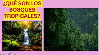 QUÉ SON LOS BOSQUES TROPICALES [upl. by Artap]