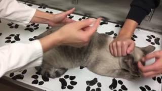 Constipation in a cat with megacolon How to monitor treat and care for your cat at home [upl. by Anilemrac419]