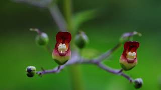 개현삼 Grays figwort [upl. by Balsam132]