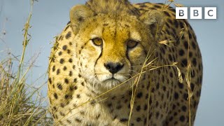 Baboon troop clash with pack of cheetahs  Serengeti  BBC [upl. by Leribag]