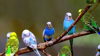 budgie sounds happy Parakeets Singing  Nature sounds Chirping [upl. by Theresita670]