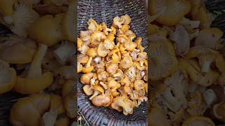 Chanterelle mushrooms [upl. by Silisav378]