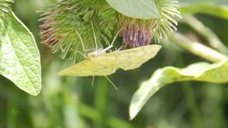 A YELLOW SHELL MOTH LOL [upl. by Angelico]