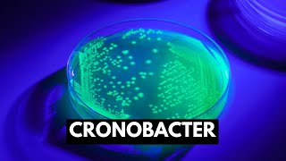 Cronobacter Causes Signs and Symptoms Diagnosis and Treatment [upl. by Nnire]