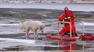 Indianapolis firefighter rescues dog [upl. by Cristian]