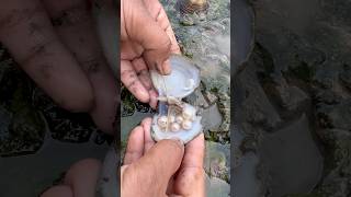 Unpredictable pearls in clam found pearl food outdoorskills [upl. by Reuben]