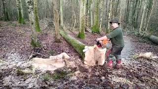 Abattage de gros bois rediffusion 2023 forestmen bucheron forestier [upl. by Barrus]