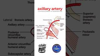 Axillary artery commencement and termination of axillary artery shorts axillaryartery [upl. by Burrus652]