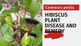 Common Hibiscus Plant Disease and Remedy  July 2021 [upl. by Gram]