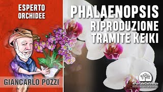 Orchidea Phalaenopsis riproduzione tramite Keiki [upl. by Capone]