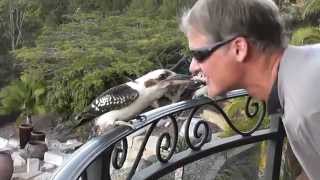 THE BEST KOOKABURRA VIDEO ON YOUTUBE As seen on ozzymanreviews [upl. by Iron36]