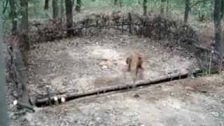 Zöldmáli Iris Wirehaired Vizsla  retrieval of fox from hurdle [upl. by Frendel]