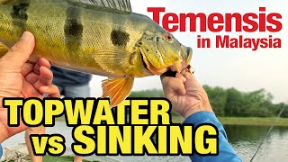 Malaysia Temensis Peacock Bass Topwater Fishing Frenzy [upl. by Eniamreg]