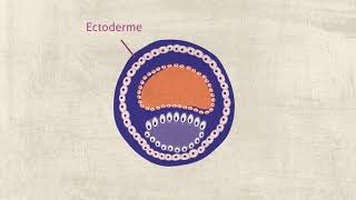 Desenvolvimento Embrionário [upl. by Engud]