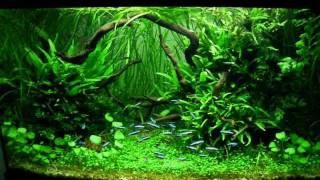 Planted Aquarium by Jacek Debski part 1 [upl. by Bonar992]