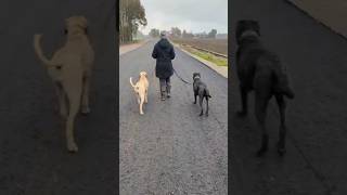 Ein Spaziergang ist immer mit Training verbunden canecorso broholmer hundetraining [upl. by Brookner]