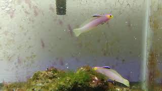 20210318 0006 Yellow Head Helfrichi Firefish Nemateleotris sp aff helfrichi pair [upl. by Enois636]